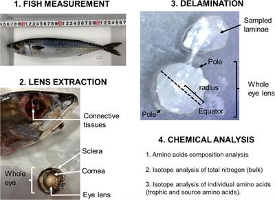 Compound-Specific Nitrogen Isotope Analysis of Amino Acids in Eye Lenses as a New Tool to Reconstruct the Geographic and Trophic Histories of Fish